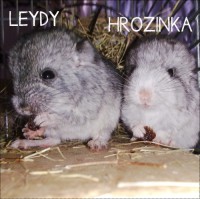 /album/chinchillas/leydy-a-hrozinka-jpg/